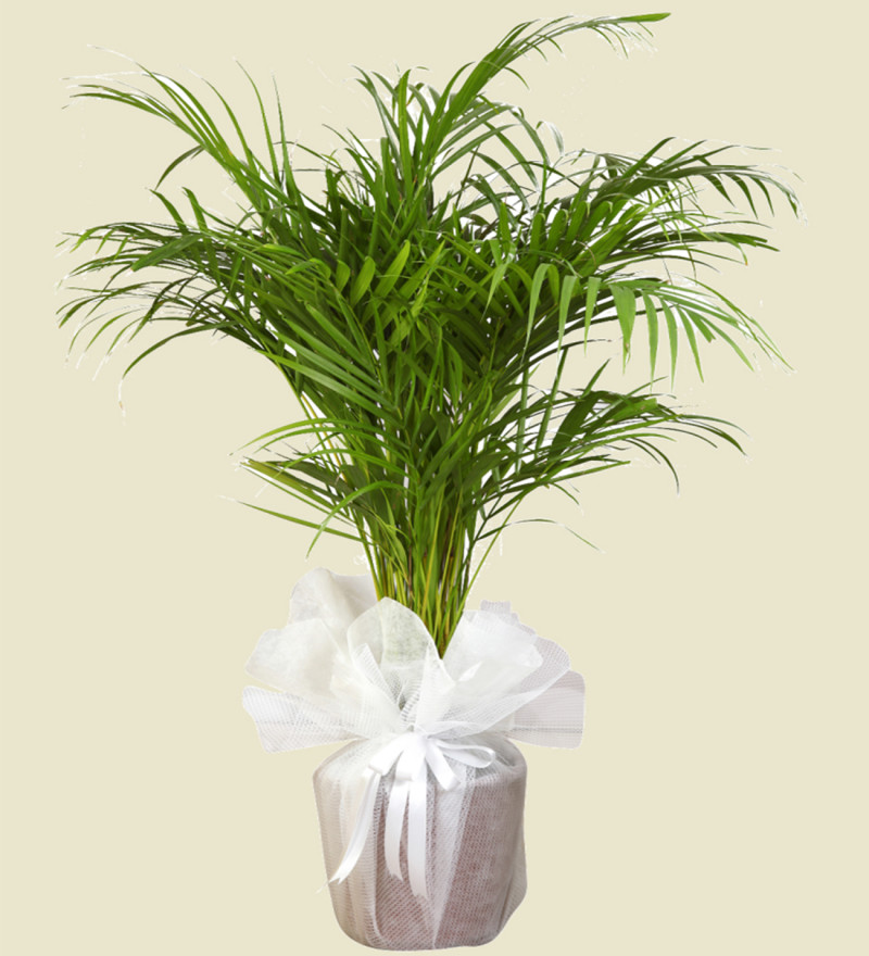 Areka Bitki Çiçeği