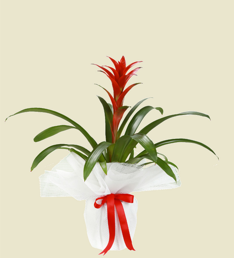 Kırmızı Guzmenya Çiçeği