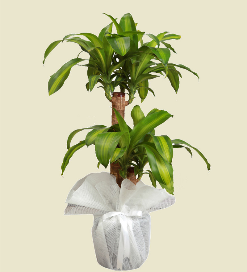 2'li Massengena Bitki Çiçeği