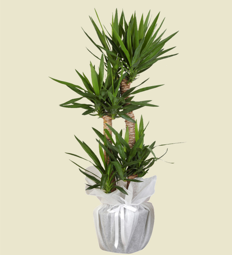 3'lü Yucca Bitki Çiçeği