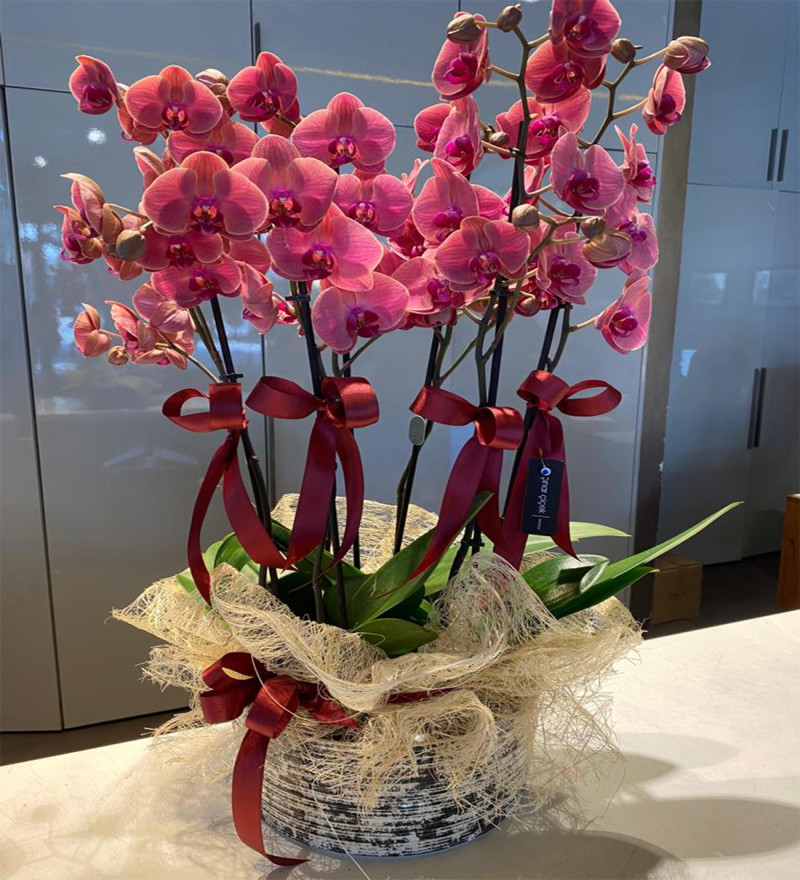 6 Dallı Fuşya Orkide