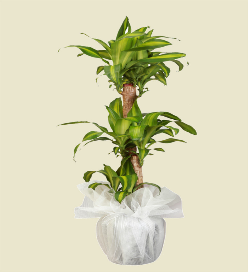 3'lü Massengena Bitki Çiçeği