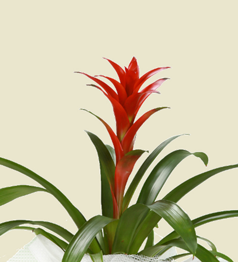 Kırmızı Guzmenya Çiçeği