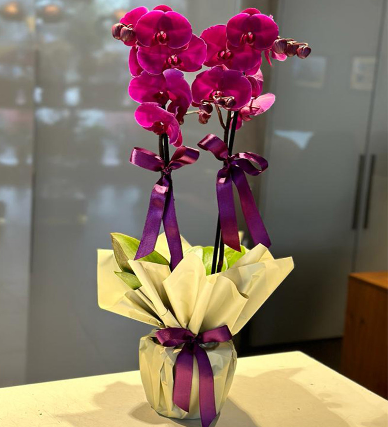 Çift Dallı Mor Orkide