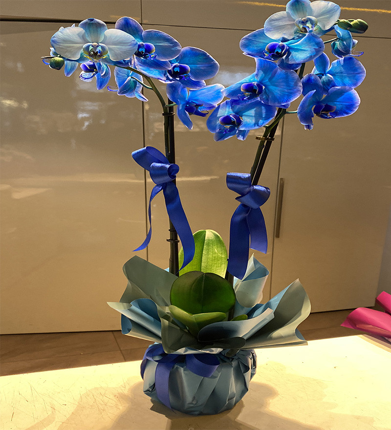 Çift Dallı Mavi Orkide