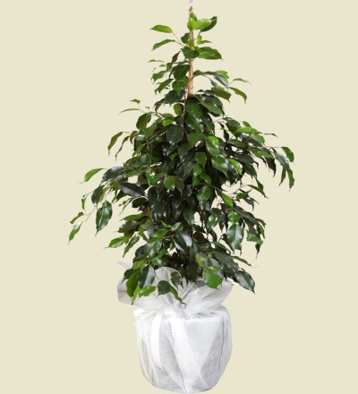 Benjamin Bitki Çiçeği