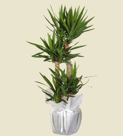3'lü Yucca Bitki Çiçeği