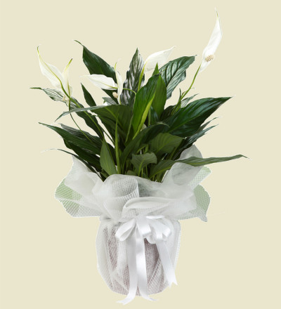 Spatifilyum (Barış Çiçeği)