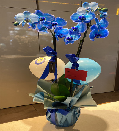 Çift Dallı Mavi Orkide