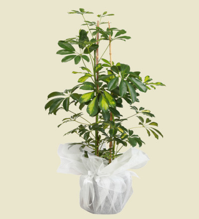 Şeflora Bitki Çiçeği