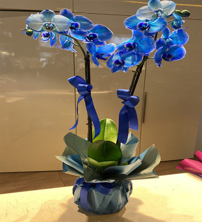 Çift Dallı Mavi Orkide