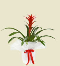 Kırmızı Guzmenya Çiçeği