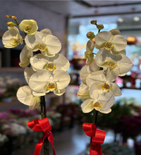 Çift Dallı Beyaz Orkide