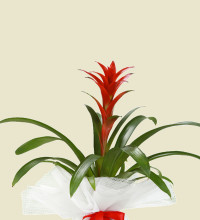 Kırmızı Guzmenya Çiçeği